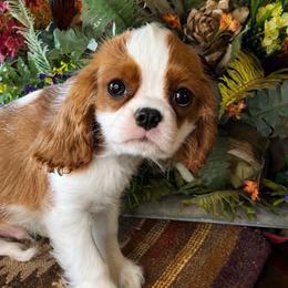 Ashley's Boy 1 - Blenheim male Cavalier King Charles Spaniel puppy in Loco, Oklahoma from Sweet Heart Cavaliers