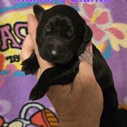 Girl 1 - female Giant Schnauzer puppy in Billings (Bil), Montana from Kaiser's Giants