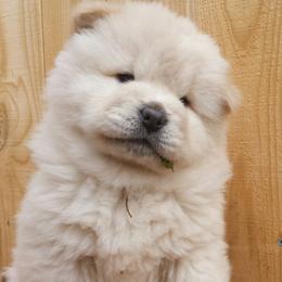 Chow Chow Puppies from Twilight Chows