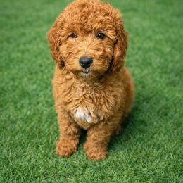 Cleopatra - Red  female Goldendoodle puppy in Boise, Idaho from Goldendoodle Baby