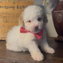 Mike - Yellow and white male Bernedoodle puppy in Cartersville, Georgia from Simply Blessed Doodles