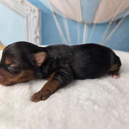 Minnie - Black and tan female Yorkshire Terrier puppy in Broxton, Georgia from More Than Family