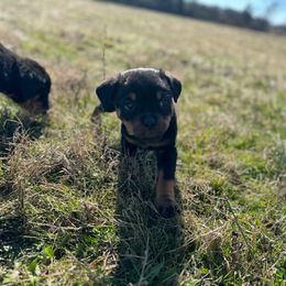 Girl 6 - Black and mahogany Rottweiler puppy in Talbott, Tennessee from Exodus Rottweilers