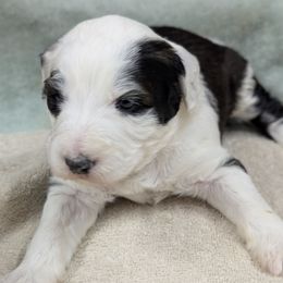 Yara - Black and white female Sheepadoodle puppy in Seaman, Ohio from Ohio Valley Sheepadoodles