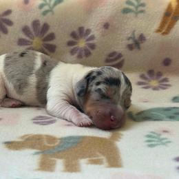 Boy 2 - Dapple male Dachshund puppy in Stilwell, Oklahoma from Orchard Dachshunds