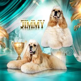 Jimmy - Cocker Spaniel