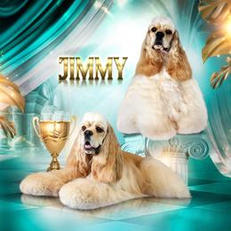 Jimmy - Cocker Spaniel