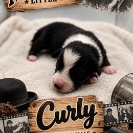 Curly - Black tri male Miniature Australian Shepherd puppy in Cave Creek, Arizona from Arizona Aussies