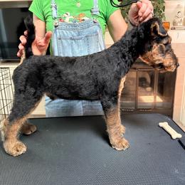 Mr. Brown - Black and tan male Airedale Terrier puppy in Trinity, Florida from Black Opal