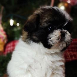 Baby girl - Black gold and white female Shih Tzu puppy in Merced, California from Topknot Shih Tzus