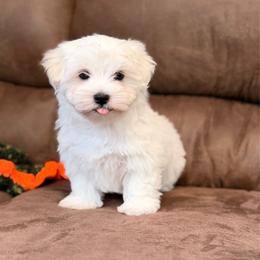 Bentley - White male Maltese puppy in Beebe, Arkansas from Cedar Hill Maltese