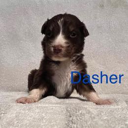 Dasher - Red tri-color male Australian Shepherd puppy in Rose Hill, North Carolina from Motega Australian Shepherds