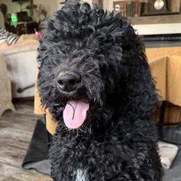 Vixee - Black female Goldendoodle puppy in Indian Mound, Tennessee from Dana Walters