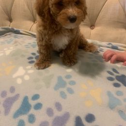 Poodle Puppies from Poodles on the Go