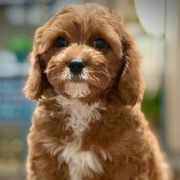 Rae - Red male Cavapoo puppy in Palm Beach County, Florida from Benji’s Cockapoos