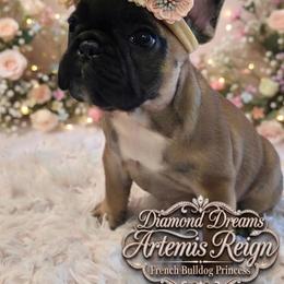 French Bulldog puppies from Diamond Dreams French Bulldogs