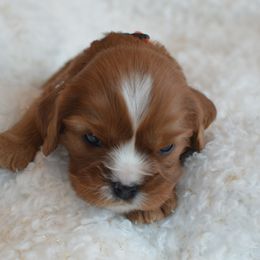 Cavalier King Charles Spaniel Puppies from Diamond Rose Cavalier LLC