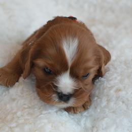 Cavalier King Charles Spaniel Puppies from Diamond Rose Cavalier LLC