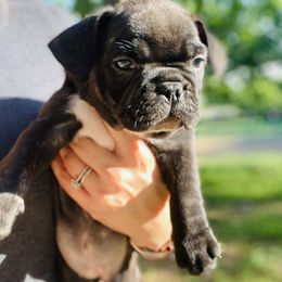 French Bulldog Puppies from Frenchie Paws