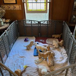 Cavalier King Charles Spaniel and Golden Retriever Puppies from Country Goldens and Mountain Top Cavaliers