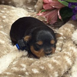 Blue male - Blue and gold male Yorkshire Terrier puppy in Nettleton, Mississippi from Baile Donn Farms