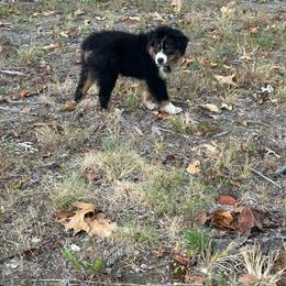 Pink collar girl - Black tri-color female Australian Shepherd puppy in Hartville, Missouri from Stamper K9’s