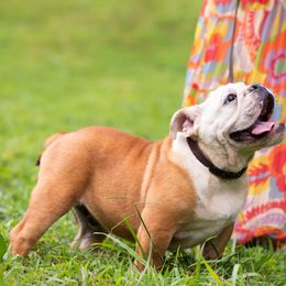 Bulldog Puppies from Brandywine Bulldogs