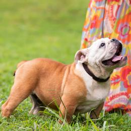 Bulldog Puppies from Brandywine Bulldogs