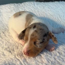 Belle 2 - Dapple female Dachshund puppy in Scottdale, Pennsylvania from Our Sweet Dachshund Farm