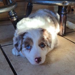 Poppy - Red merle Border Collie puppy in Morgan, Texas from Shooting Star Ranch