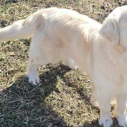 Olivia - Golden Retriever