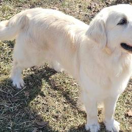 Olivia - Golden Retriever