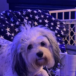 Lily - Coton de Tulear