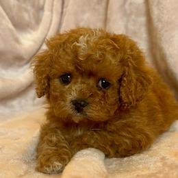 Daisy - Apricot female Cavapoo puppy in Milton, Pennsylvania from Nita's Poodle Pooche's