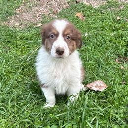 Jack - Red tri-color male Australian Shepherd puppy in Grants Pass, Oregon from Carmel Mountain Aussies