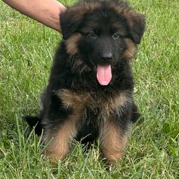 Aztec collar - Black and red male German Shepherd puppy in Pana, Illinois from von Fenja German Shepherd Dogs