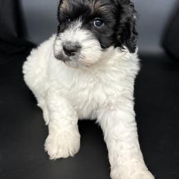 AC Slater - Black and white male Aussiedoodle puppy in Lake City, Florida from North Florida Poodles and Doodles