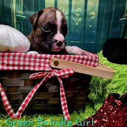 Green Brindle girl - Brindle female Boxer puppy in Farmington, Pennsylvania from Impression's Boxers