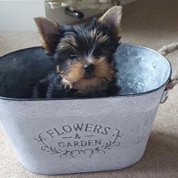 Yorkshire Terrier Puppies from Real Yorkies of NorCal