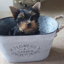Yorkshire Terrier Puppies from Real Yorkies of NorCal