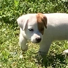 Russell Terriers from Lynne's Pups