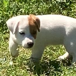 Russell Terriers from Lynne's Pups