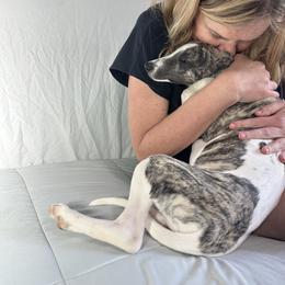 Whippet Puppies from Hertzog  Whippets