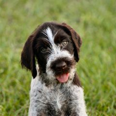 German Wirehaired Pointer Puppies from Reece GWP