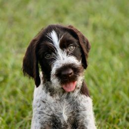 German Wirehaired Pointer Puppies from Reece GWP