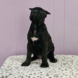 Cane Corso Puppies from RRR Corsos