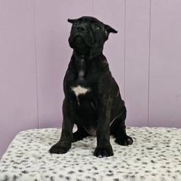 Cane Corso Puppies from RRR Corsos