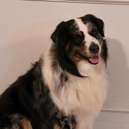 Ace - Australian Shepherd
