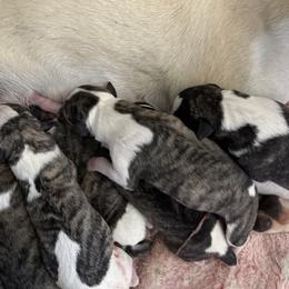 Girl 2 - Fawn brindle female Whippet puppy in Clinton, Tennessee from Ivanhoe Borzoi