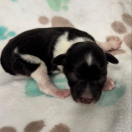 Boy 1 - Parti male Miniature Schnauzer puppy in Boaz, Alabama from Sweet Home Schnauzers